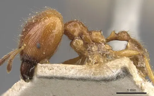 Pheidole havilandi - CASENT0907887