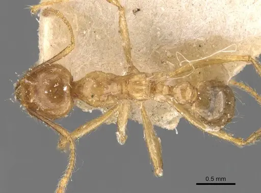 Pheidole havilandi - CASENT0907888