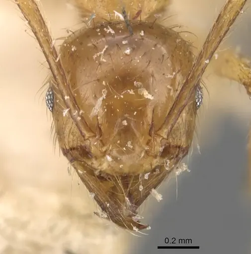 Pheidole havilandi - CASENT0907888