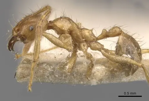 Pheidole havilandi - CASENT0907888