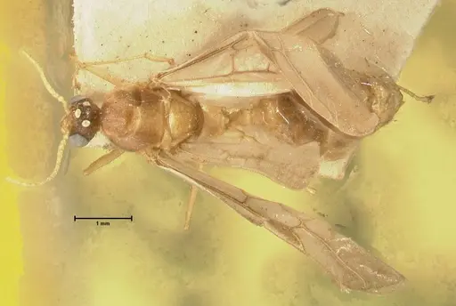 Pheidole havilandi - FOCOL1402