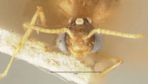 Pheidole havilandi - FOCOL1402