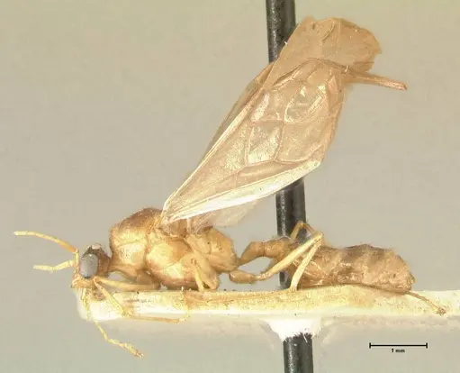 Pheidole havilandi - FOCOL1402