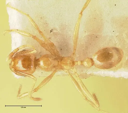 Pheidole havilandi - FOCOL1403