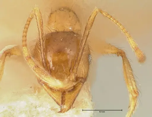 Pheidole havilandi - FOCOL1403