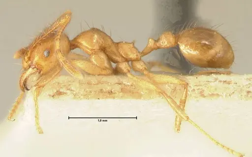 Pheidole havilandi - FOCOL1403