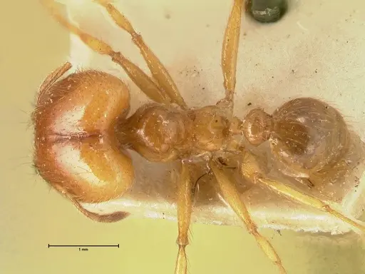 Pheidole havilandi - FOCOL1404
