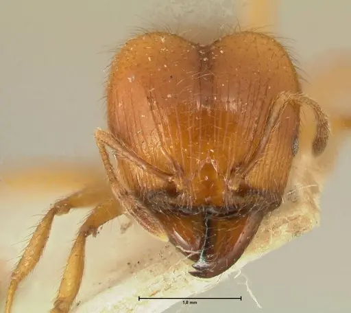 Pheidole havilandi - FOCOL1404