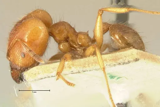 Pheidole havilandi - FOCOL1404