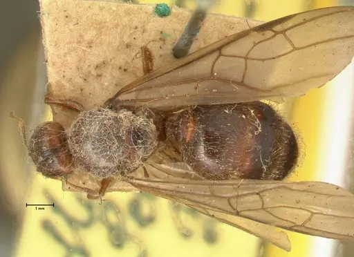 Pheidole havilandi - FOCOL1405