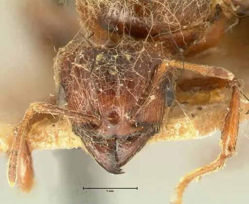 Pheidole havilandi - FOCOL1405