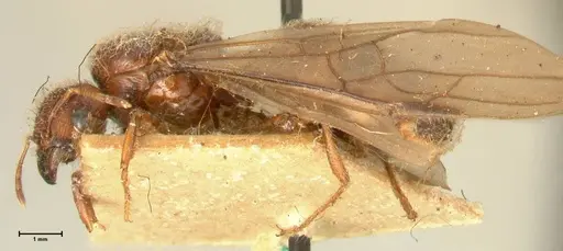 Pheidole havilandi - FOCOL1405