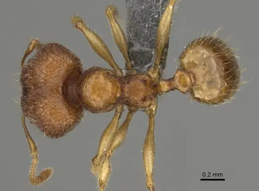 Pheidole havoana specimen