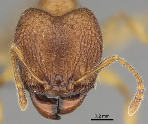 Pheidole havoana specimen