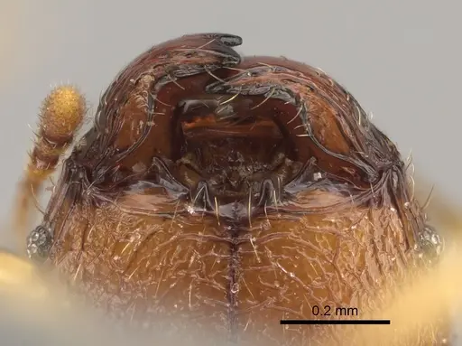 Pheidole havoana specimen