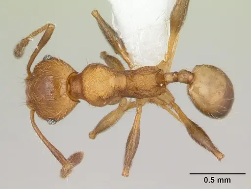Pheidole haywardi specimen