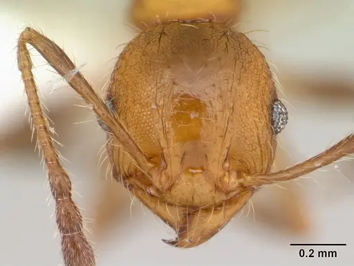 Pheidole haywardi specimen