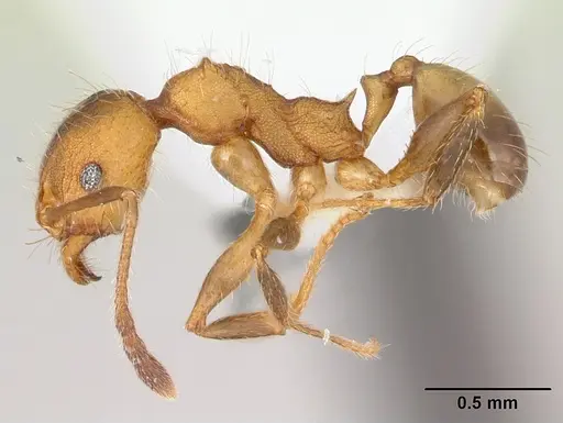 Pheidole haywardi specimen