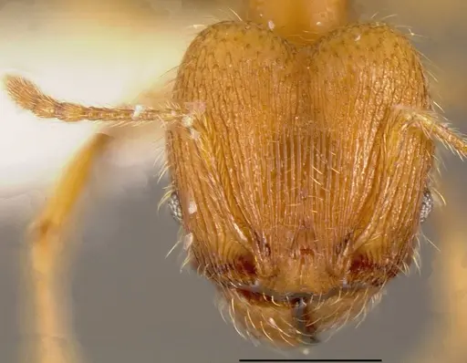 Pheidole hazenae specimen