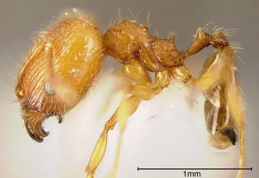Pheidole hazenae specimen