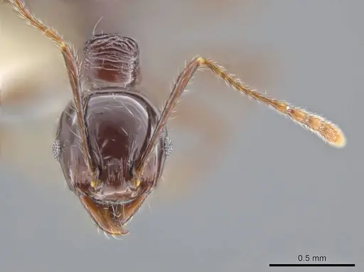 Pheidole hecate specimen