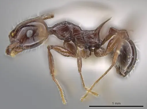 Pheidole hecate specimen