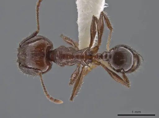 Pheidole hecate - JTLC000013775
