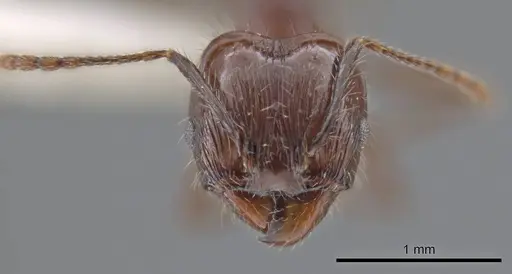 Pheidole hecate - JTLC000013775