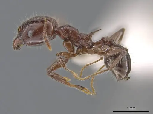 Pheidole hecate - JTLC000013775