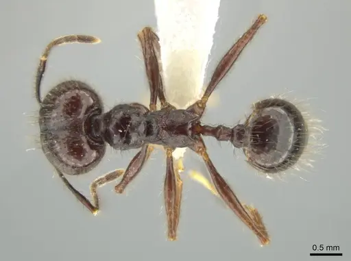 Pheidole hector specimen