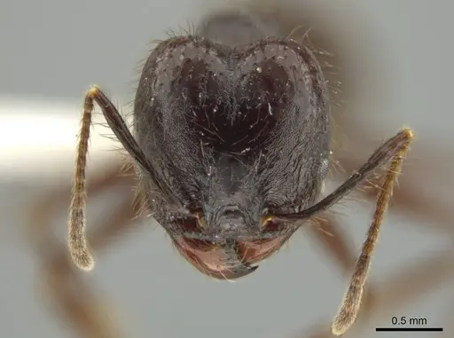 Pheidole hector specimen