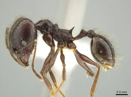 Pheidole hector specimen