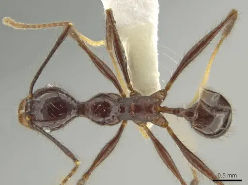 Pheidole hector - CASENT0644173