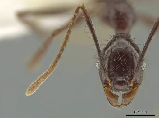 Pheidole hector - CASENT0644173