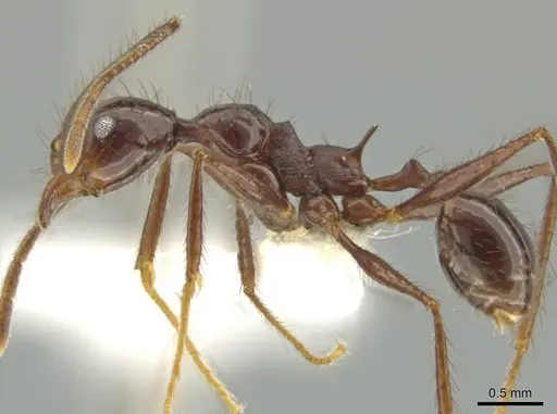 Pheidole hector - CASENT0644173