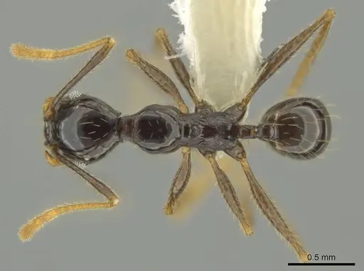 Pheidole hectornitida specimen