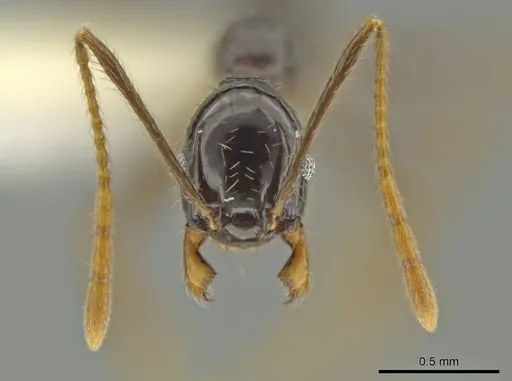 Pheidole hectornitida specimen