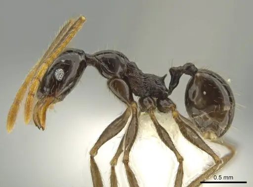 Pheidole hectornitida specimen