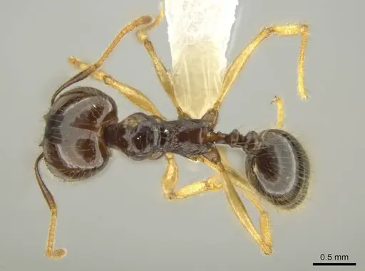 Pheidole hectornitida - CASENT0631371