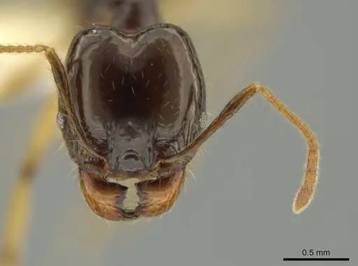 Pheidole hectornitida - CASENT0631371
