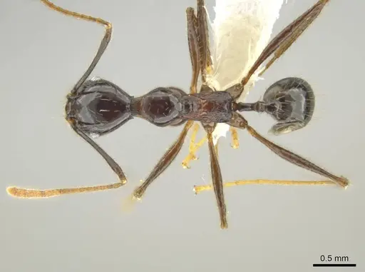 Pheidole hectornitida - CASENT0637216