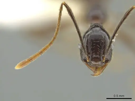 Pheidole hectornitida - CASENT0637216