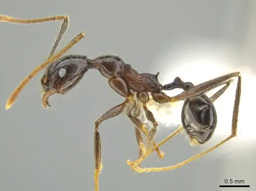 Pheidole hectornitida - CASENT0637216