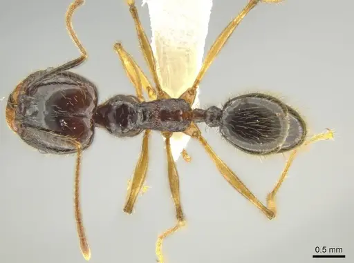 Pheidole hectornitida - CASENT0637217