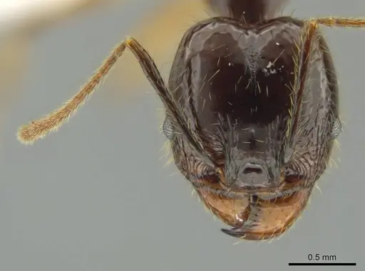 Pheidole hectornitida - CASENT0637217