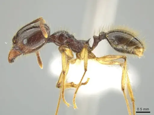 Pheidole hectornitida - CASENT0637217