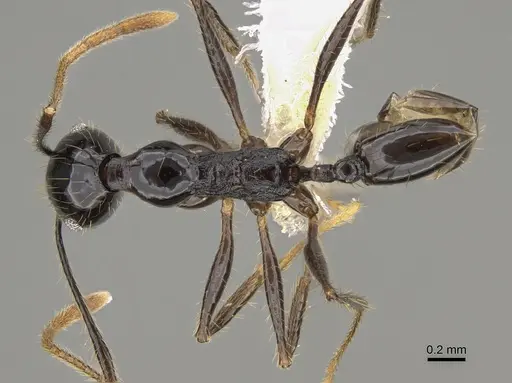 Pheidole hectornitida - CASENT0646417