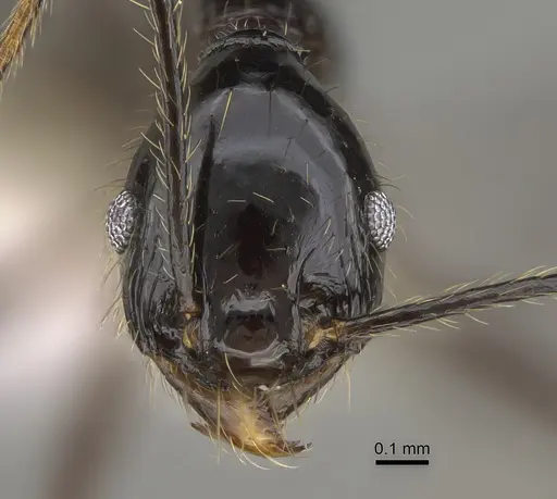 Pheidole hectornitida - CASENT0646417