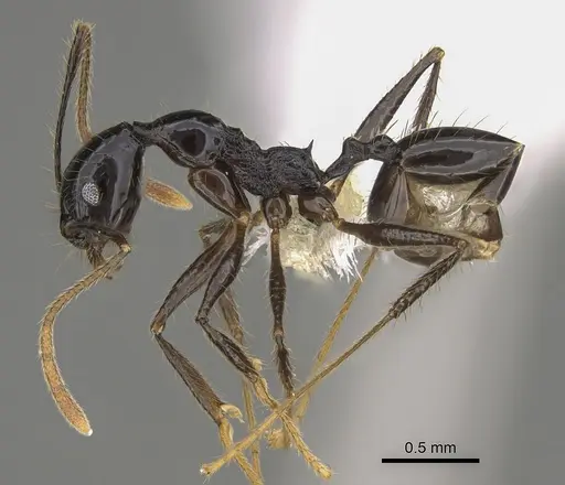 Pheidole hectornitida - CASENT0646417