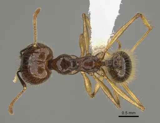 Pheidole hectornitida - CASENT0646422